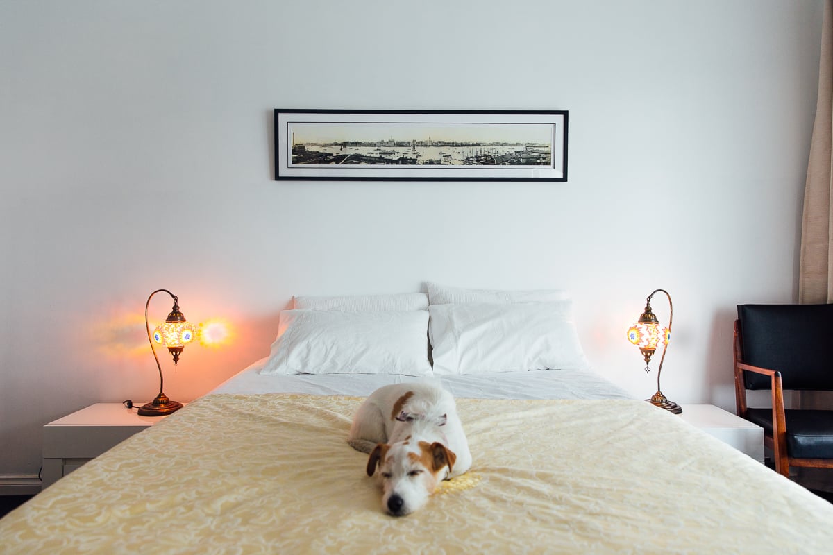 dog on yellow bed