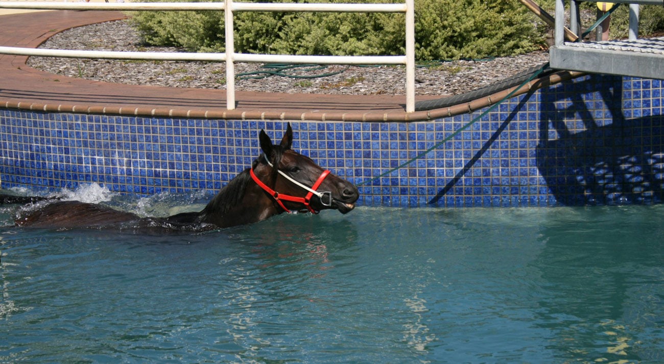 Horse training in equine pool by Elena Parashko.