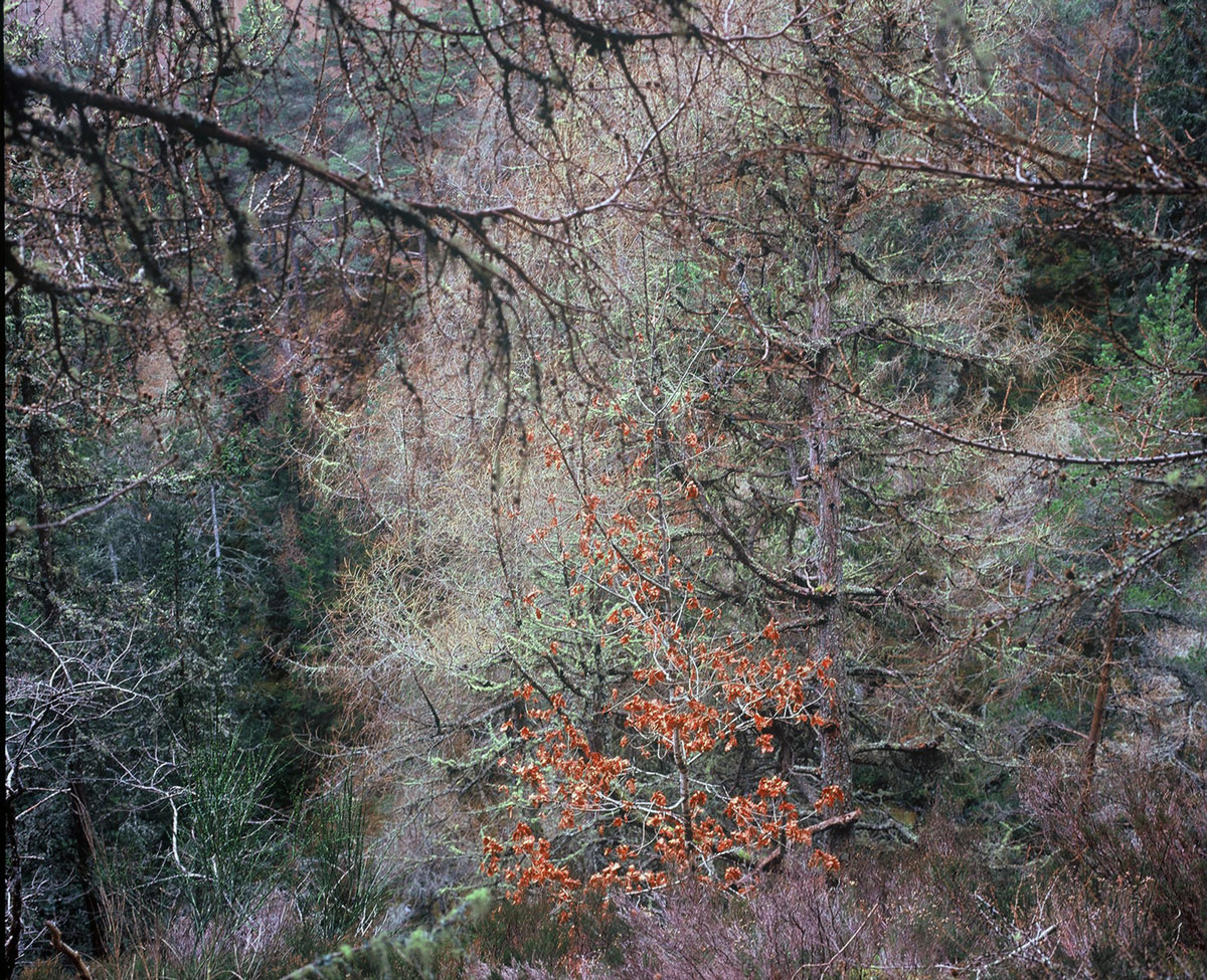 Cascades by Marlaina Read. Buy fine art photography on Bluethumb.