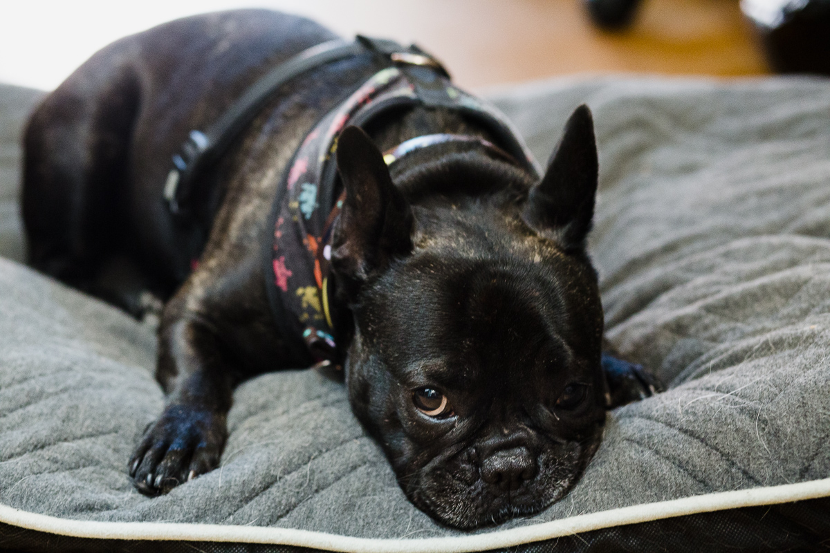 Black french bulldog on grey dog bed