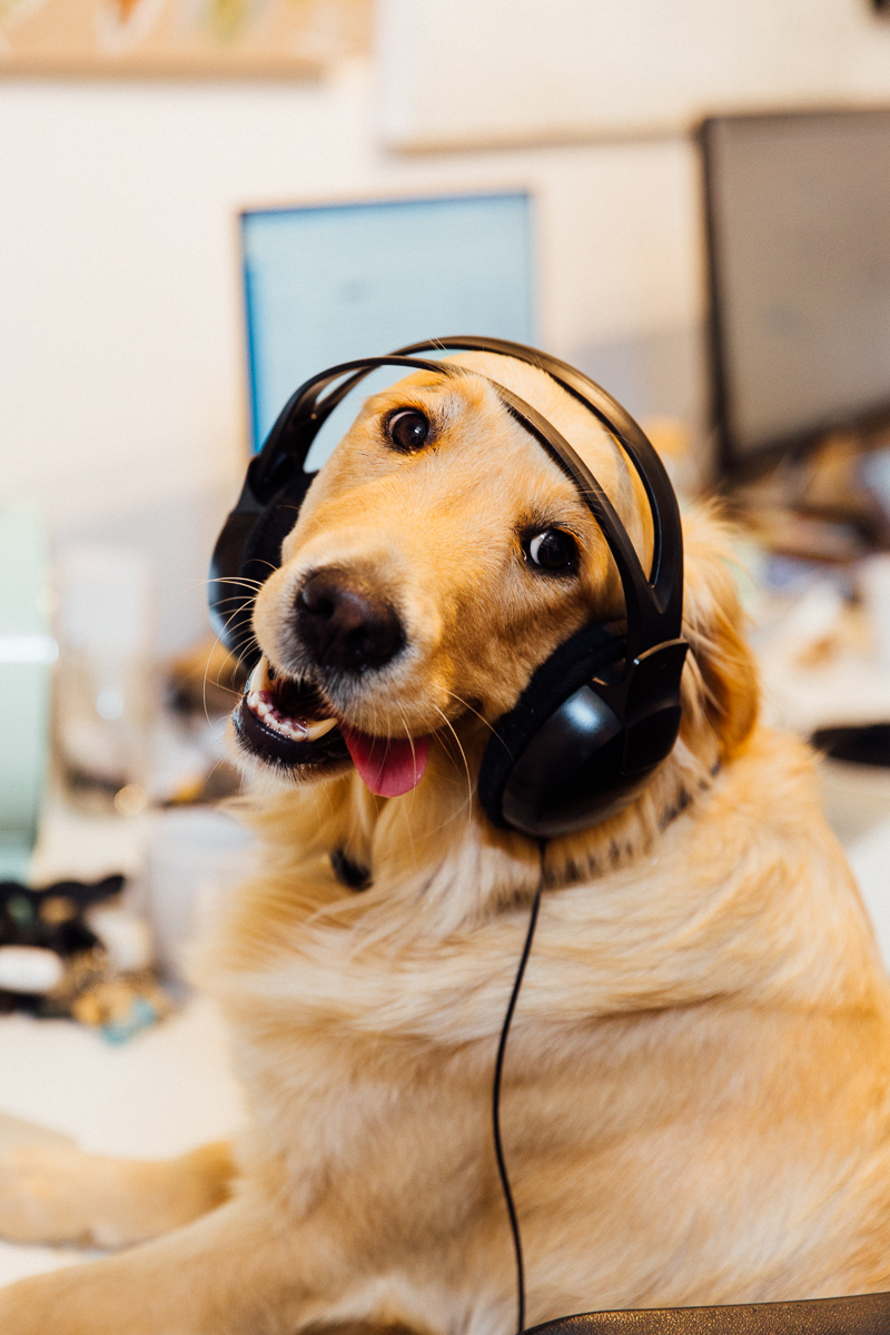 Office dog Tenia with headphones on