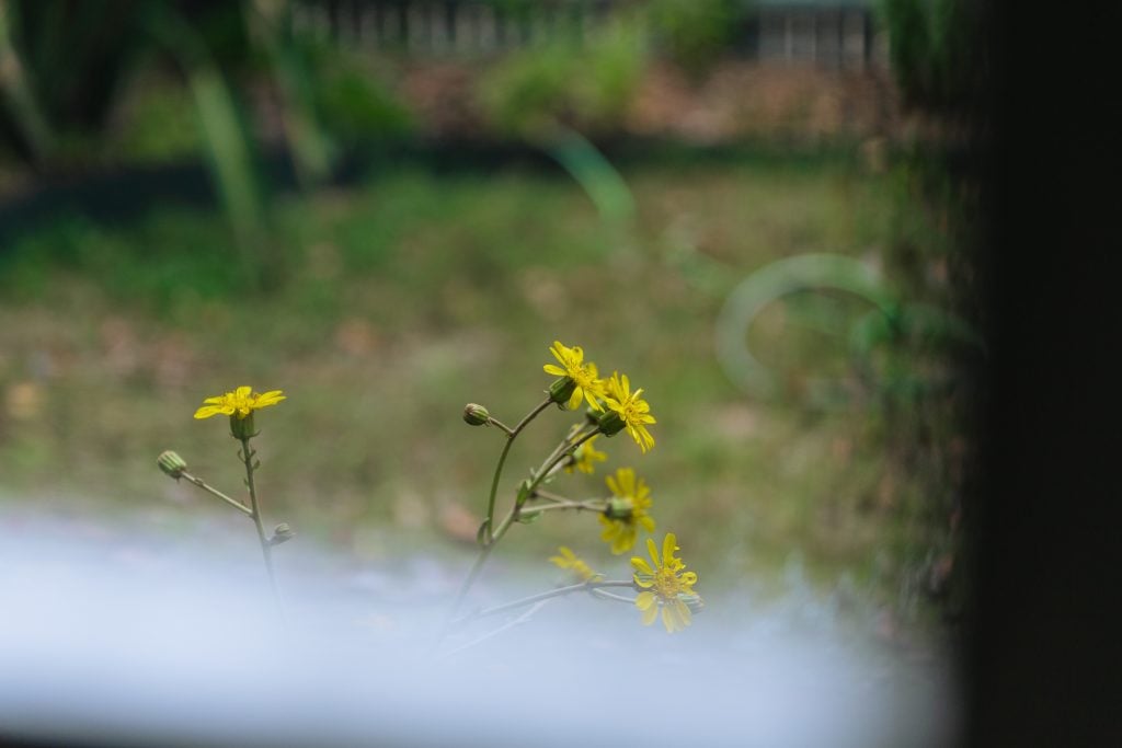 Yellow flowers against green lawn