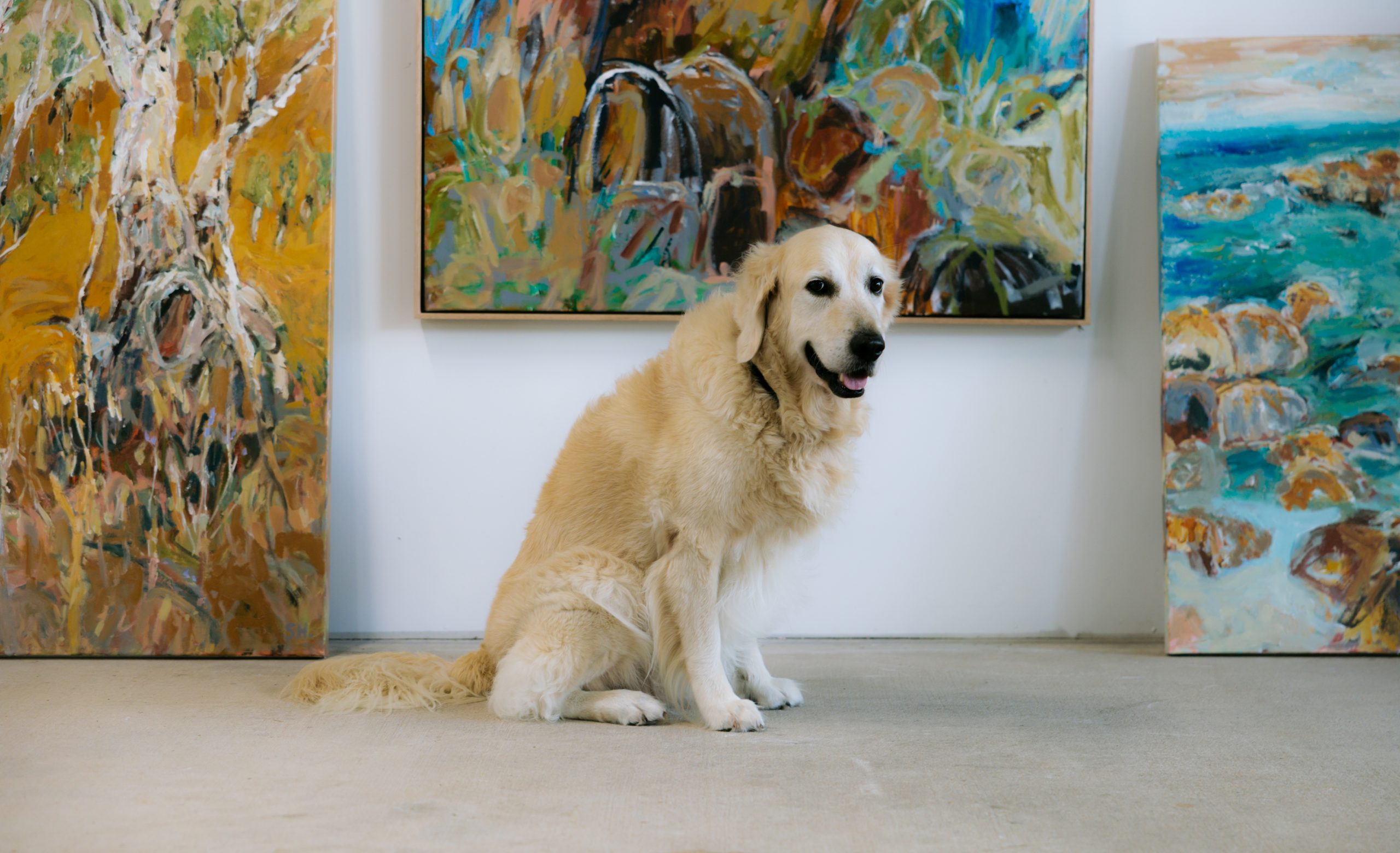 Shane Hastings Queensland Artist